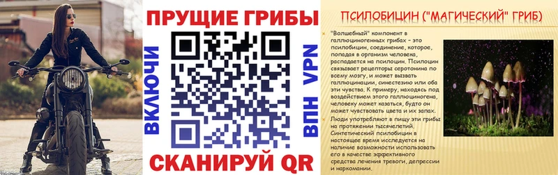 Псилоцибиновые грибы Psilocybine cubensis  Щигры 